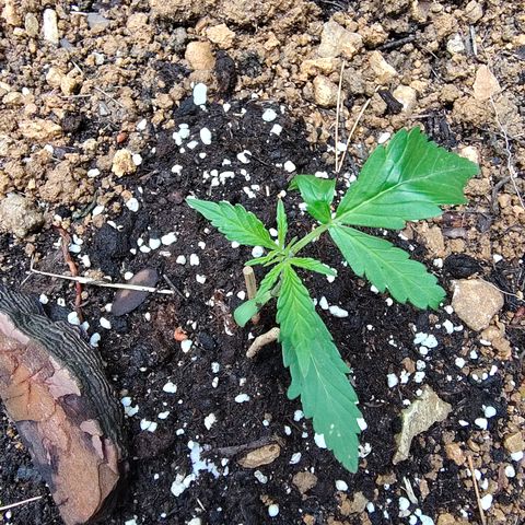 AK2 growlog timeline photo