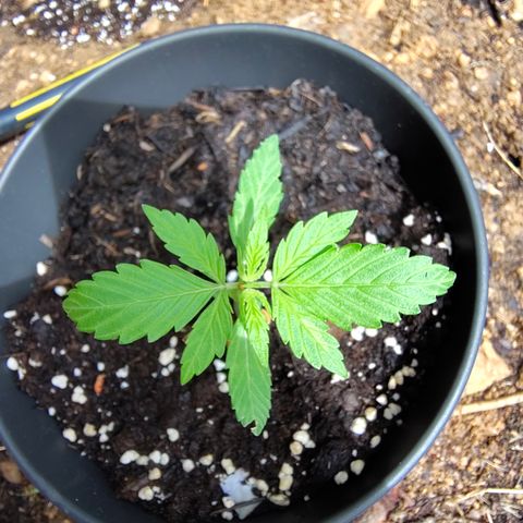 AK3 growlog timeline photo