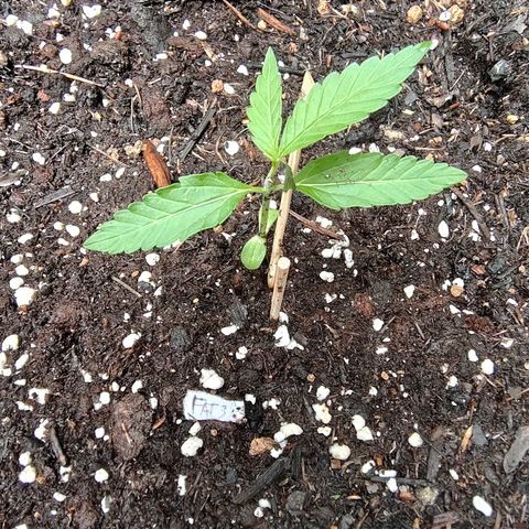 FAT3 growlog photo: Perte d'une feuille à cause d'orage 