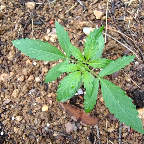P1 growlog timeline photo