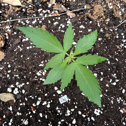 P2 growlog timeline photo