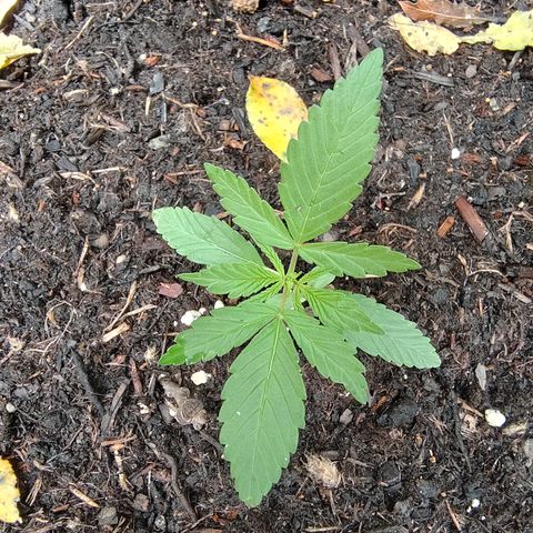 P3 growlog timeline photo