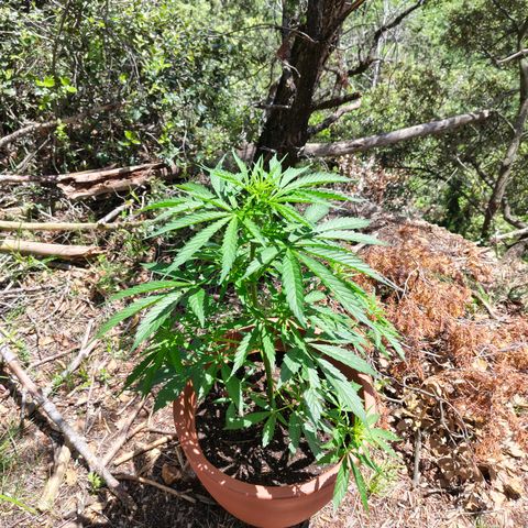 Fat Banana Automatic growlog timeline photo