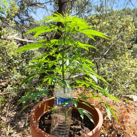 Fat Banana Automatic growlog timeline photo