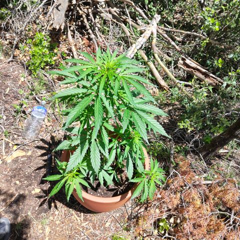 Fat Banana Automatic growlog timeline photo