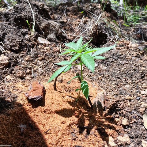 H1 growlog timeline photo