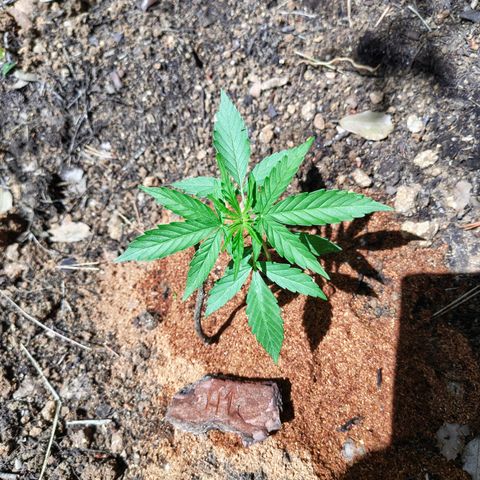 H1 growlog timeline photo