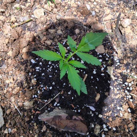 AK2 growlog timeline photo