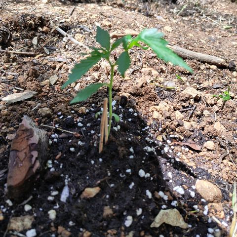 AK2 growlog timeline photo