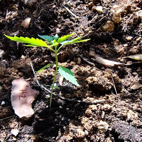 H2 growlog timeline photo