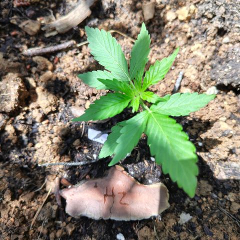 H2 growlog timeline photo