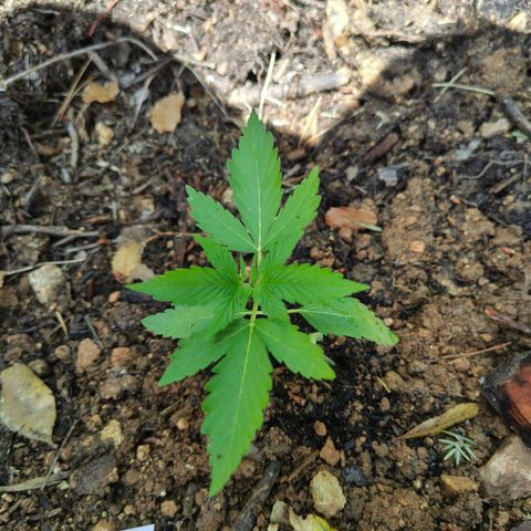 AK1 growlog timeline photo