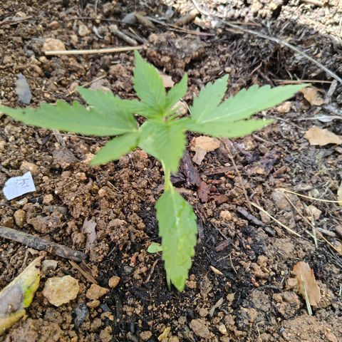 AK1 growlog timeline photo