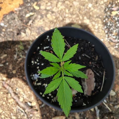 AK3 growlog timeline photo
