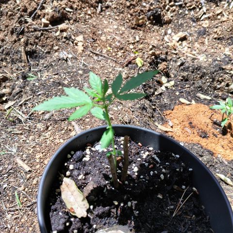 AK3 growlog timeline photo