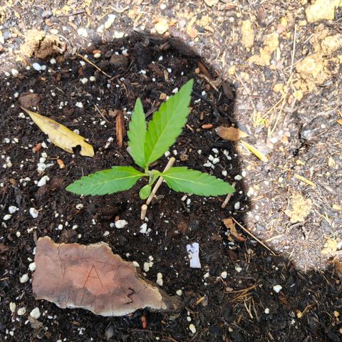 FAT3 growlog timeline photo