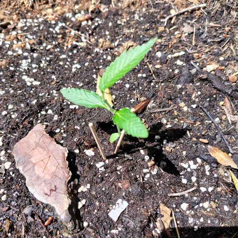 FAT3 growlog timeline photo