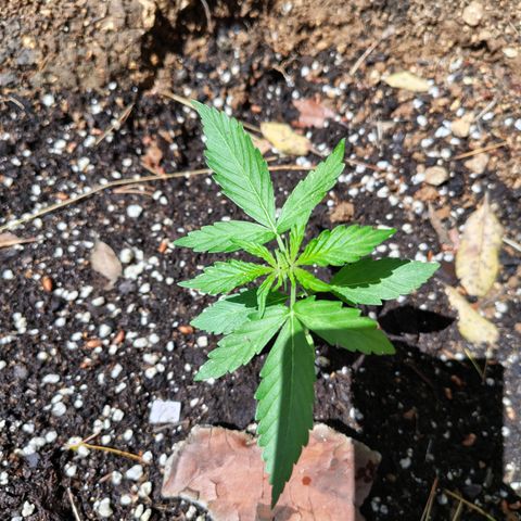 P2 growlog timeline photo