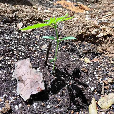 P2 growlog timeline photo