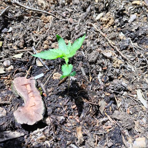 FAT1 growlog timeline photo