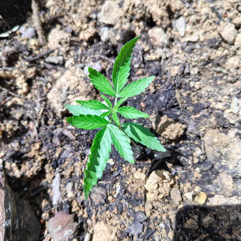 H3 growlog timeline photo