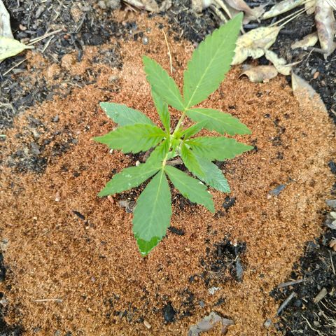 P3 growlog timeline photo