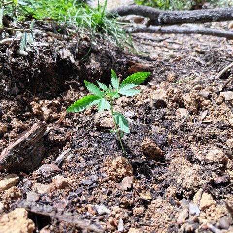 H3 growlog timeline photo