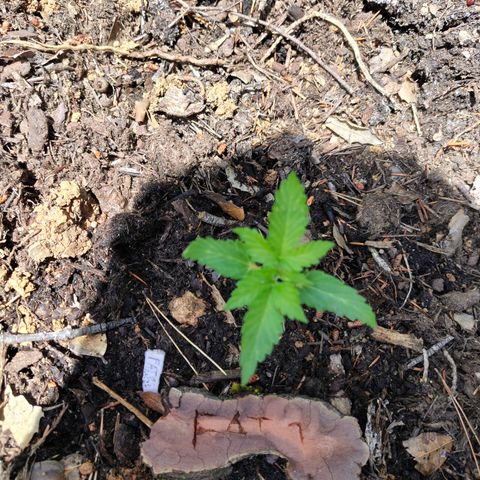 FAT1 growlog timeline photo
