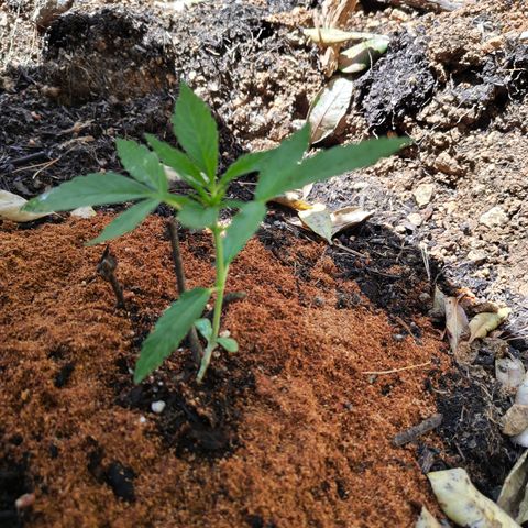 P3 growlog timeline photo