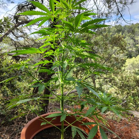 Fat Banana Automatic growlog timeline photo