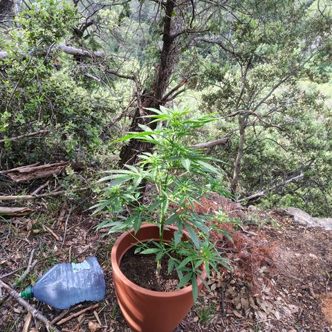 Fat Banana Automatic growlog timeline photo