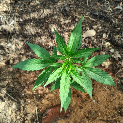 H1 growlog timeline photo