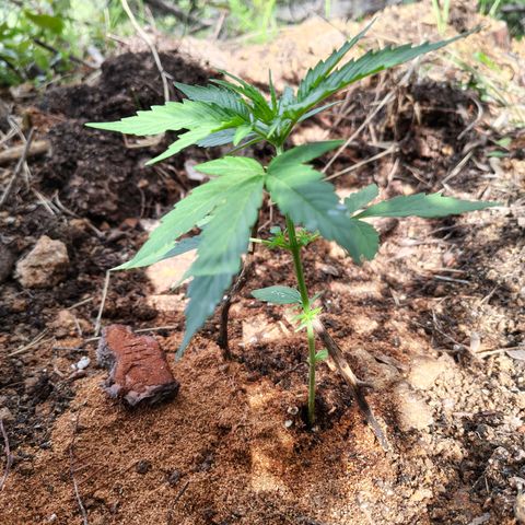 H1 growlog timeline photo