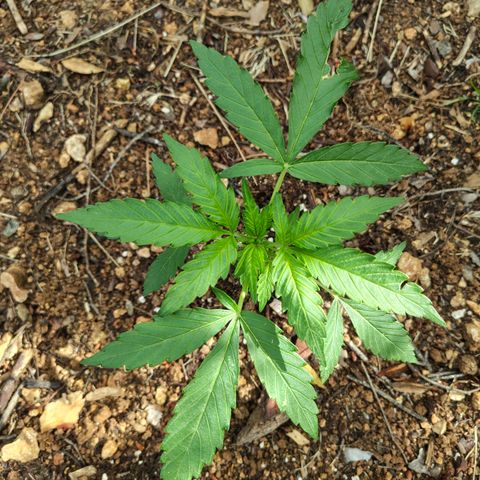 P1 growlog timeline photo
