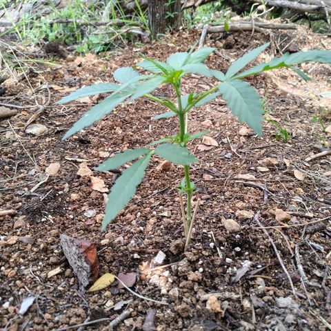 P1 growlog timeline photo