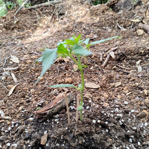 AK2 growlog timeline photo