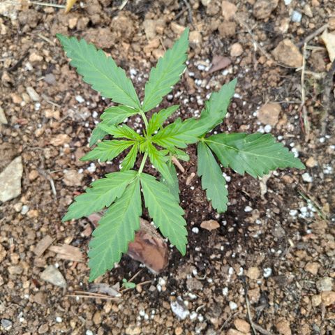 AK2 growlog timeline photo