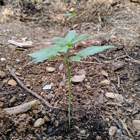 AK1 growlog timeline photo