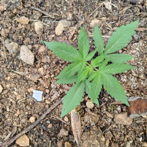 AK1 growlog timeline photo