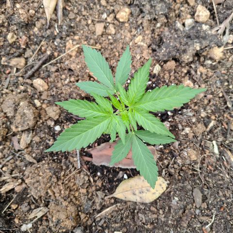 H2 growlog timeline photo