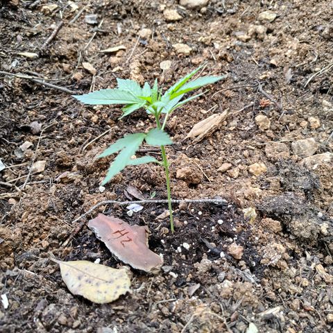 H2 growlog timeline photo
