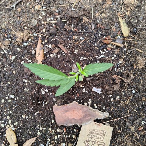 FAT3 growlog timeline photo