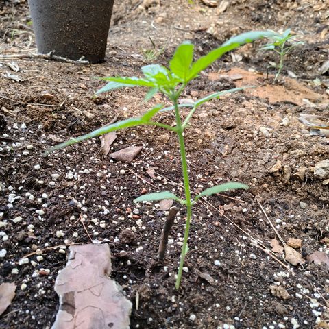 P2 growlog timeline photo