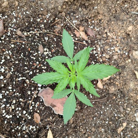 P2 growlog timeline photo