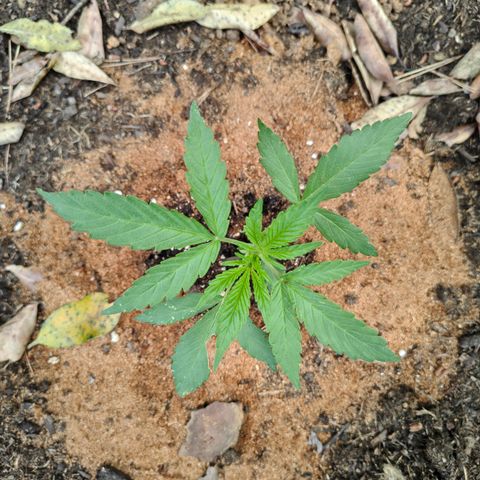 P3 growlog timeline photo