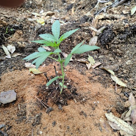 P3 growlog timeline photo