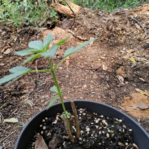 AK3 growlog timeline photo