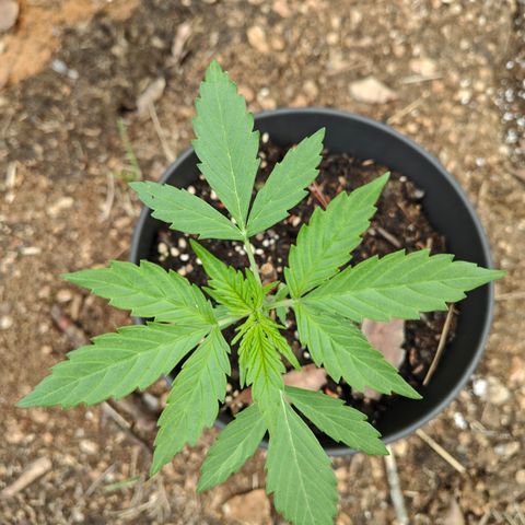 AK3 growlog timeline photo