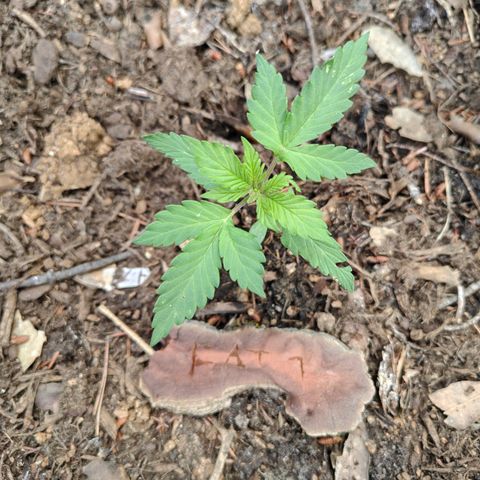 FAT1 growlog timeline photo
