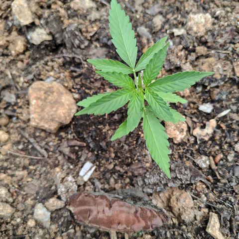 H3 growlog timeline photo